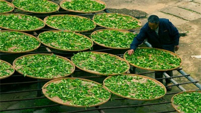 福州商贸职业中专学校茶叶生产与加工专业