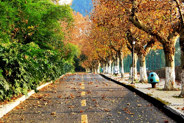 馬路